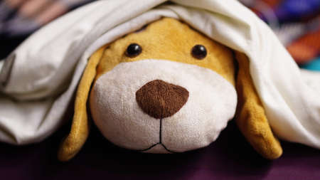 Cute dog doll with sad face under  blanketの写真素材