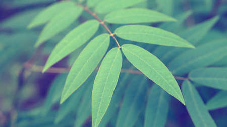green leaves texture backgroundの写真素材