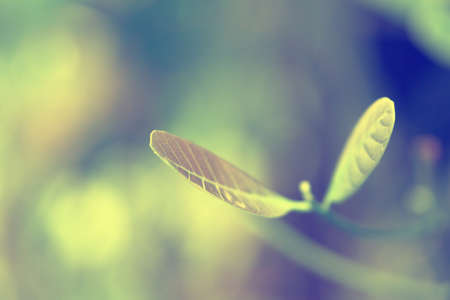 green  leaves  with green bokeh  spring  background
