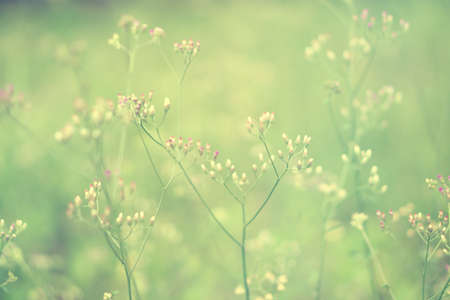 Soft focus Grass Flower  abstarct spring ,nature backgroundの写真素材