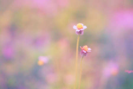 Soft focus Grass Flower  abstarct spring ,nature backgroundの写真素材