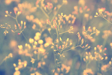 Soft focus Grass Flower  abstarct spring ,nature backgroundの写真素材
