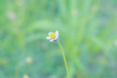 Soft focus Grass Flower  abstract spring ,nature backgroundの写真素材
