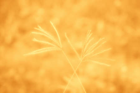 wild meadow  flower with orange  light natural soft sunlight in morning ,abstract autumn  nature backgroundの写真素材