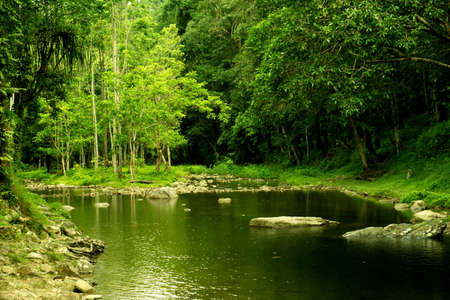 swamp and rainforest   background ,Thailand