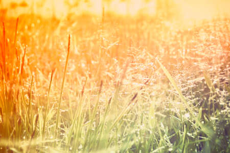 grass flower with dew drop  early morning with  sunrise background