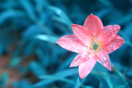 small pink flower blooming  after rain fresh nature backgroundの写真素材