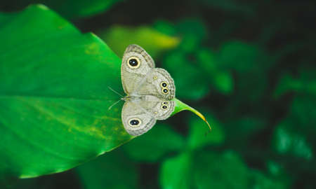 green leaf and brown butterflyの写真素材
