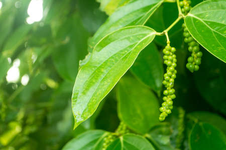 Fresh peppercorn  on branch in the garden