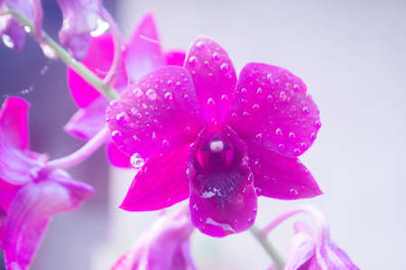 Violet,purple orchid after rain with dew dropsの写真素材