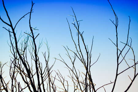blue sky and dry tree branches  backgroundの写真素材