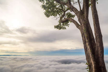 Morning sea mist and fog  on mountain with big tree nature  backgroundの写真素材