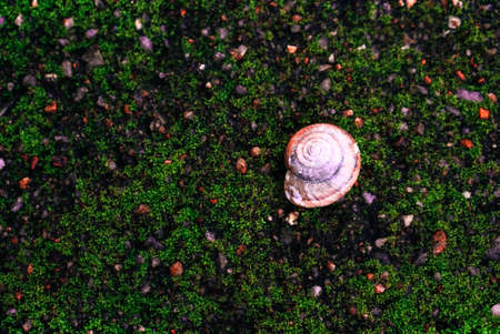 Burgundy snail shell on green wall cover with mossの写真素材