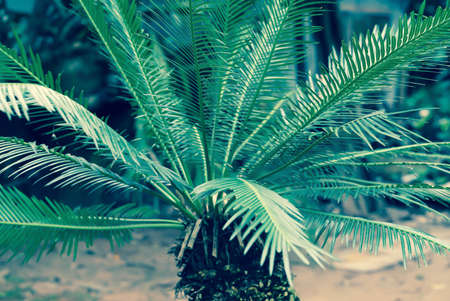 cycad decorate plant in the gardenの写真素材
