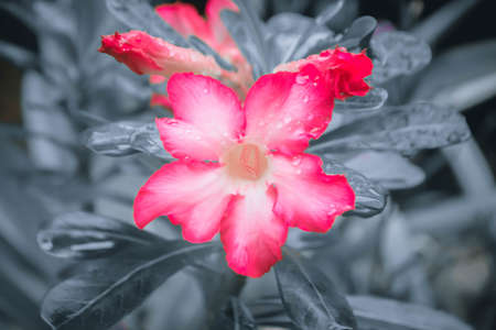 pink desert rose flower  filter effectの写真素材