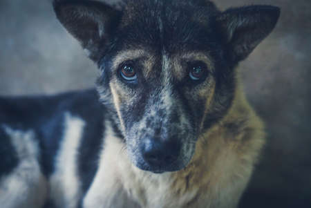 cute dog in Thailandの写真素材