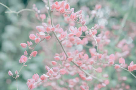 Pink flower soft focus  with filter effectの写真素材