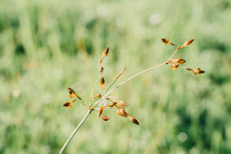 grass flower with green bokeh light  fresh nature backgroundの写真素材