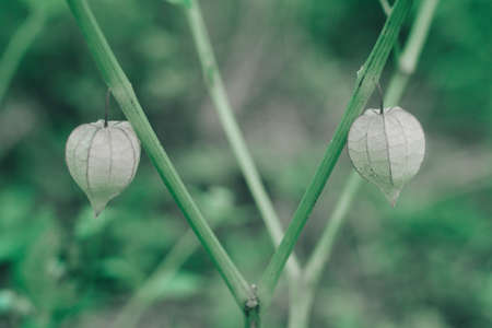 green grass flower spring nature backgroundの写真素材