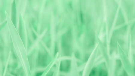 soft focus  green grass  spring  nature  backgroundの写真素材