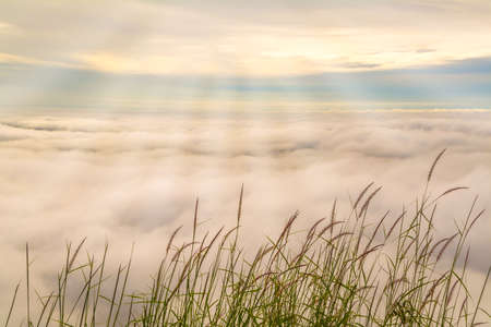 grass flower with blue sky and sea mist sunrise backgroundの写真素材