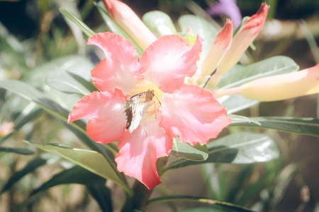 pink flower with butterfly  vintage filter effectの写真素材