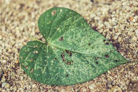 vintage  green leaf on sand texture backgroundの写真素材