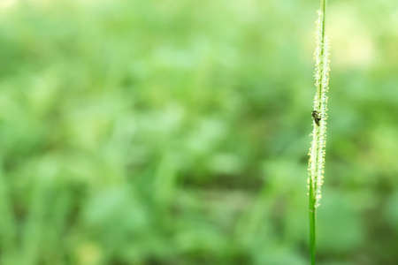 grass flower with green bokeh light  fresh nature backgroundの写真素材