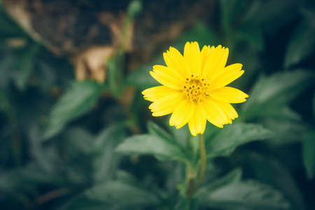 small yellow flower  vintage filter effectの写真素材