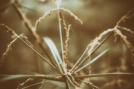Vintage tone of grass flower  , nature  backgroundの写真素材