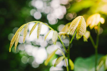 green leaves  with bokeh from sunny light spring  backgroundの写真素材