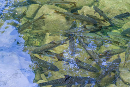 A lot of fish in the river