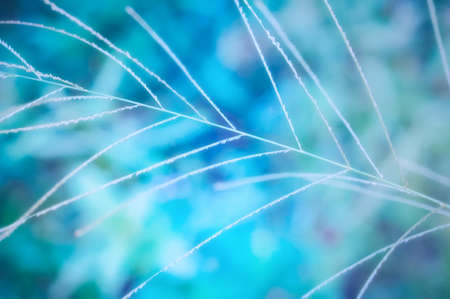 Soft focus grass flower  spring season,abstract backgroundの写真素材