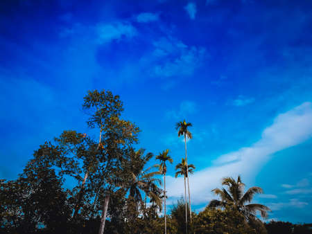 Blue sky and green tree backgroundの写真素材