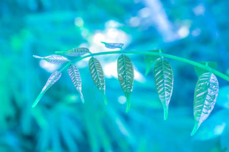 Abstract green leaves  spring backgroundの写真素材