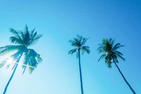 blue sky   with tree coconut and sunriseの写真素材