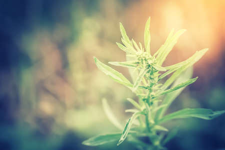 grass flower in sunrise vintage filter effectの写真素材