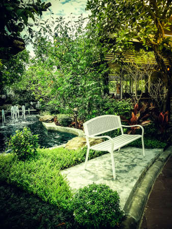 green tropical  plant  small garden decorate の写真素材