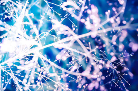 grass flower  with bokeh spring  nature backgroundの写真素材