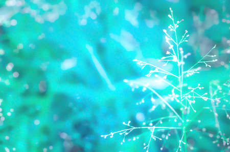 soft focus colorful bokeh and grass flower  spring nature  with filter effect  backgroundの写真素材