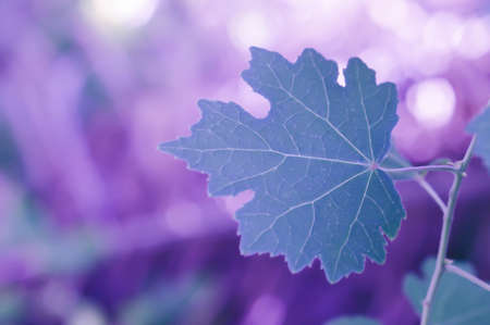 soft focus green leaf with bokeh spring  nature backgroundの写真素材