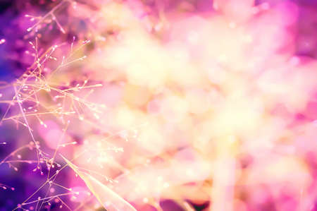 colorful pink ,purple bokeh grass flower nature  backgroundの写真素材