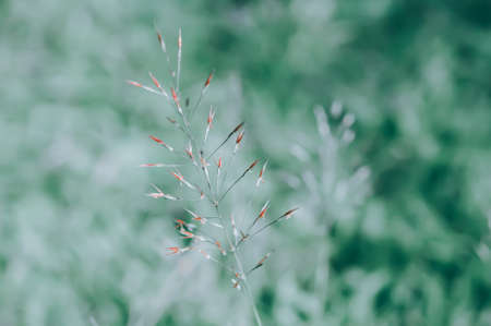 Soft focus small grass flower with green bokeh backgroundの写真素材
