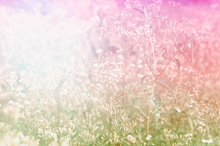 colorful grass flower spring backgroundの写真素材