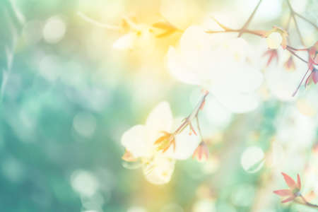 Soft focus small white flower with bokeh spring of nature backgroundの写真素材