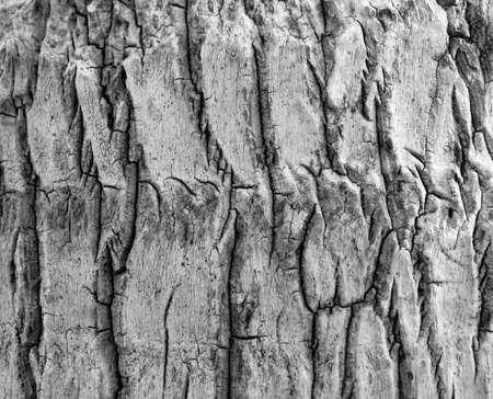 gray tree bark texture backgroundの写真素材