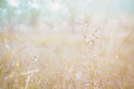 grass flower in morning sunrise  abstract spring and  summer  nature background の写真素材