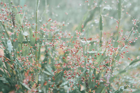 dew drop on the grass in grass field with small pink flower in  morning  sunrise , fresh nature backgroundの写真素材