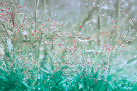 dew drop on the grass in grass field with small pink flower in  morning  sunrise , fresh nature backgroundの写真素材