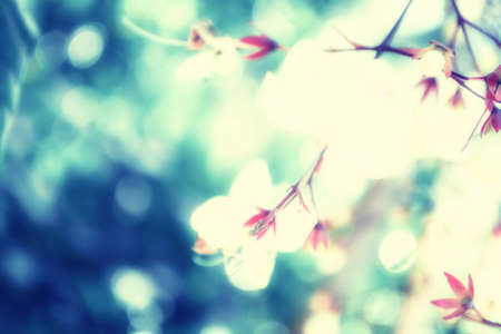 soft focus  spring white flower with bokeh background